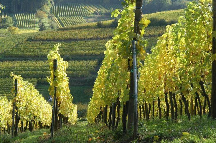 Magnifique Gite Le Clos Des Pierres Route Des Vins D'Alsace 贝布林黑姆 外观 照片
